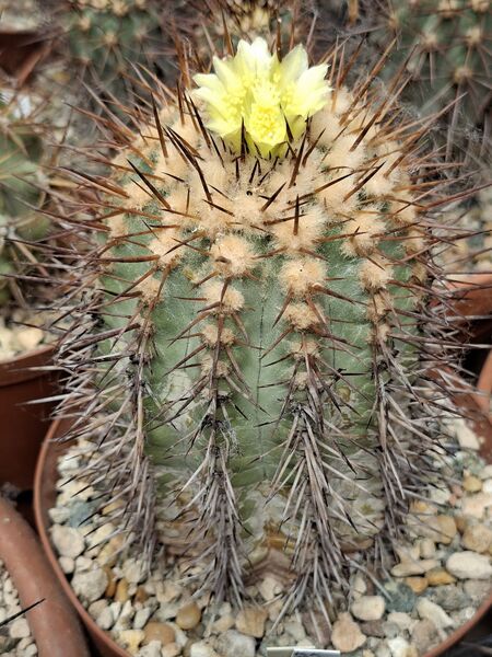 Fájl:Copiapoa calderana.HL 02.jpg