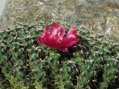 Cumulopuntia subterranea pulcherrima