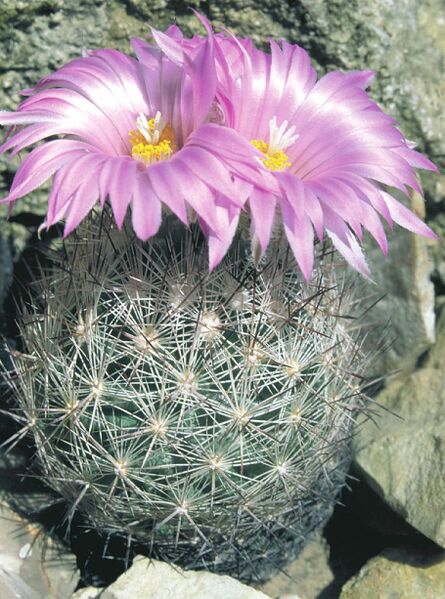 Fájl:Pozsgáslap 048-000.jpg