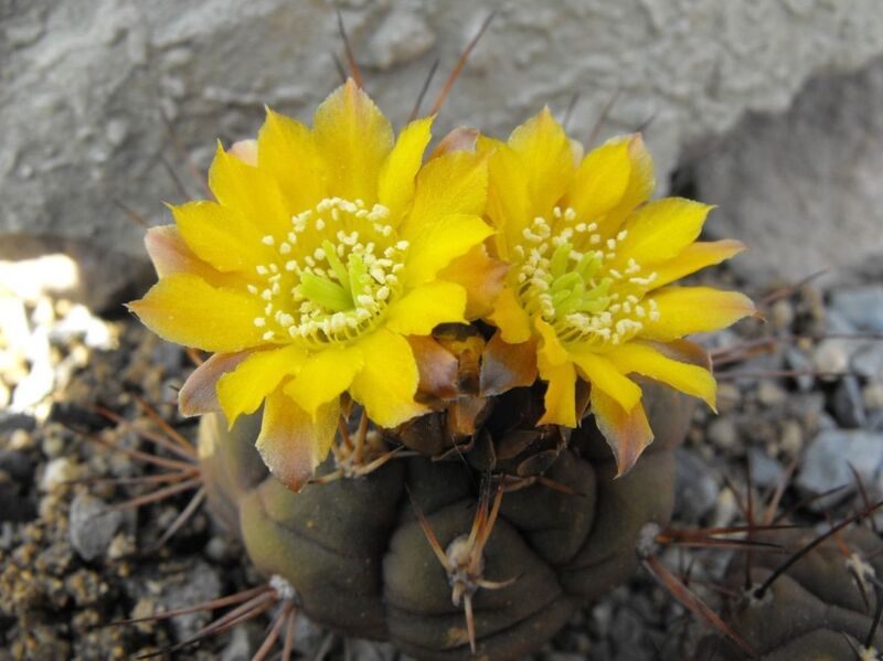 Fájl:Rebutia neumanniana 02-2.jpg