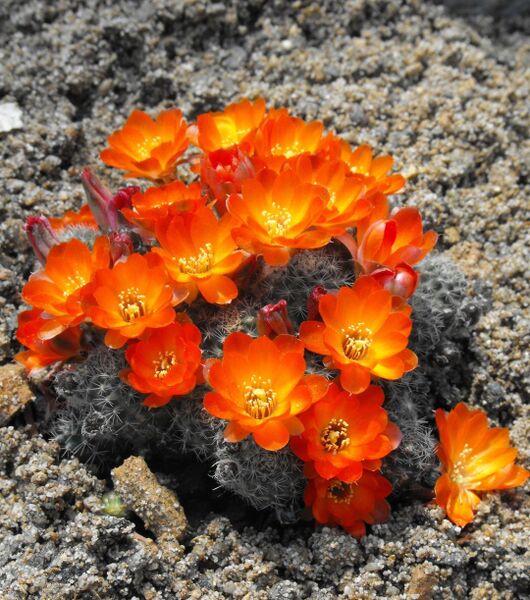 Fájl:Rebutia steinmannii rauschii-0.jpg