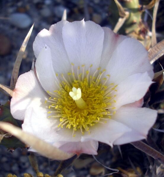 Fájl:Tephrocactus articulatus-2.jpg