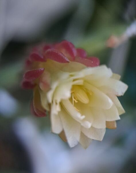 Fájl:Weberocereus rosei.VZs 08.jpg