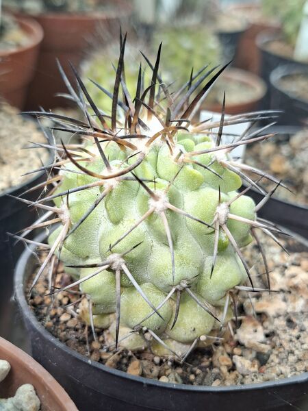 Fájl:Copiapoa australis.HL 01.jpg