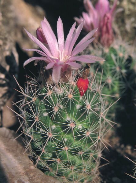 Fájl:Pozsgáslap 005-000.jpg