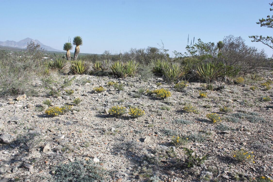 Az Ariocarpus bravoanus subsp. hintonii típuslelőhelyén Matehuala várostól délre, alacsony mészkődomb tetején, San Luis Potosí állam, Mexikó.