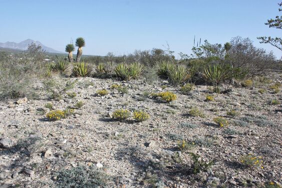 Az Ariocarpus bravoanus subsp. hintonii típuslelőhelyén Matehuala várostól délre,