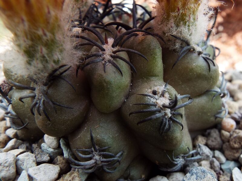 Fájl:Eriosyce napina-002.jpg