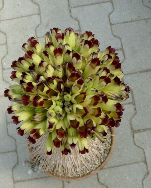 Fájl:Pachypodium namaquanum-012.jpg