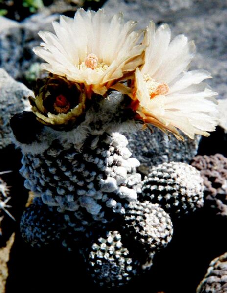 Fájl:Eriosyce odieri subsp odieri-001.jpg