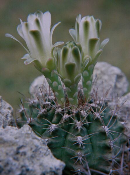 Fájl:Gymnocalycium anisitsii-000.jpg