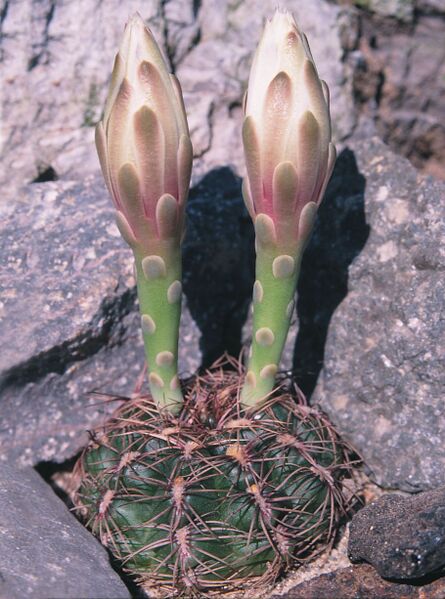 Fájl:Pozsgáslap 065-000.jpg