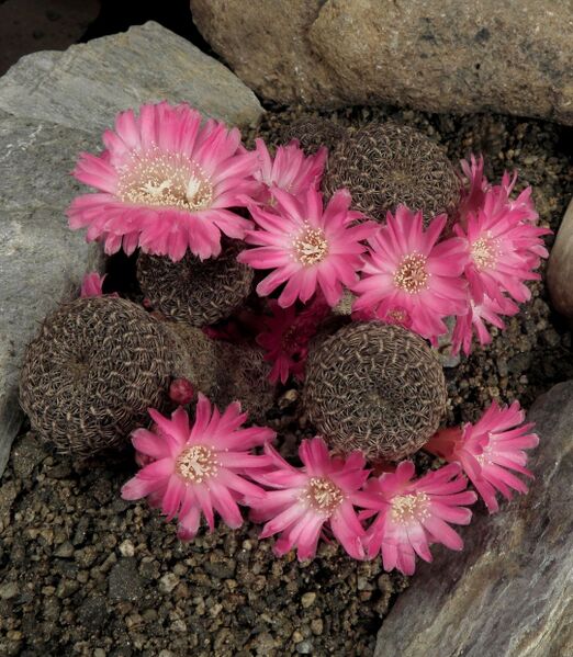 Fájl:Rebutia mentosa albissima 02-0.jpg