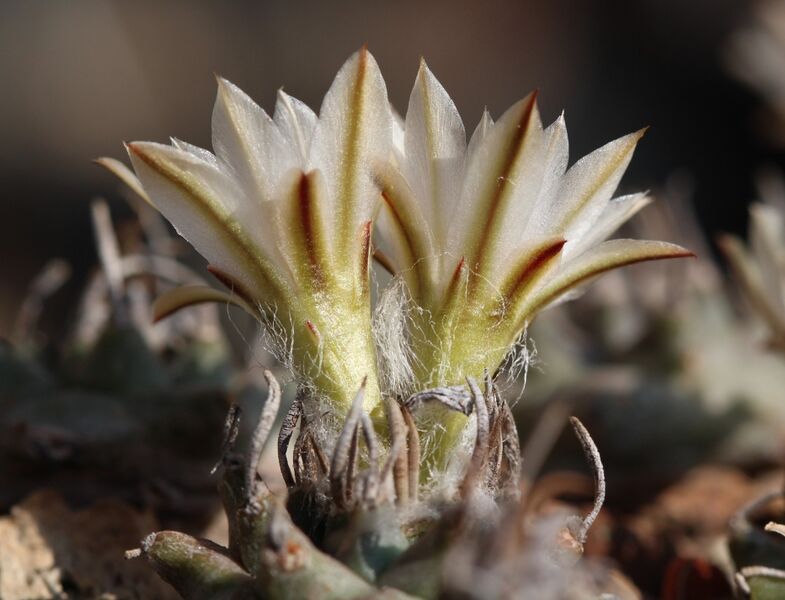 Fájl:Turbinicarpus schmiedickeanus klinkerianus-004.jpg