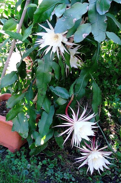 Fájl:Epiphyllum oxypetallum.FJ 04.jpg