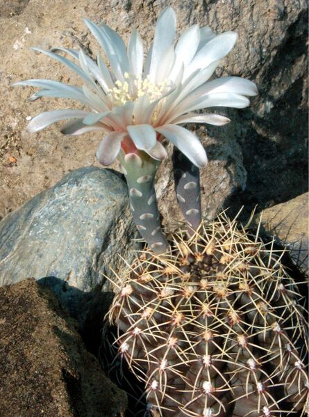 Fájl:Gymnocalycium schroederianum-000.jpg