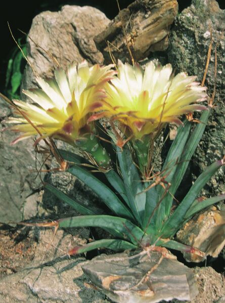 Fájl:Pozsgáslap 006-000.jpg