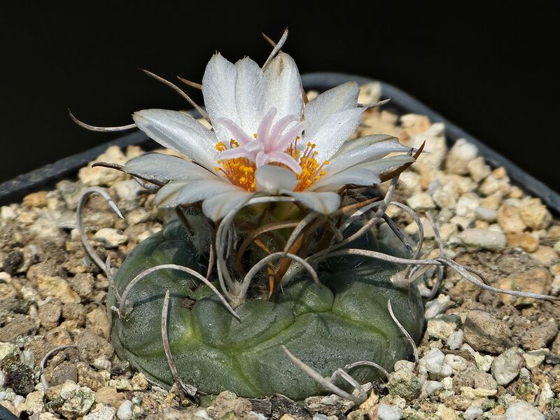 Fájl:Turbinicarpus macrochele RS285.SzJ 01.jpg