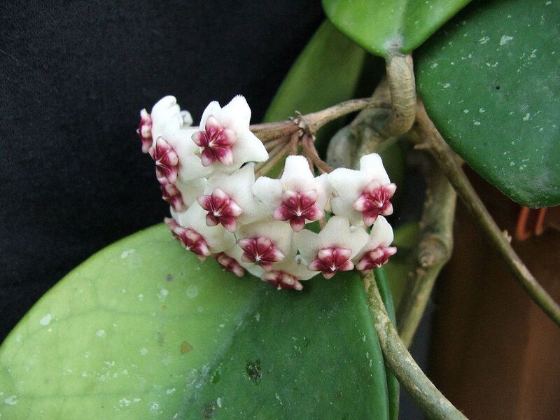 Fájl:Hoya obovata-008.jpg