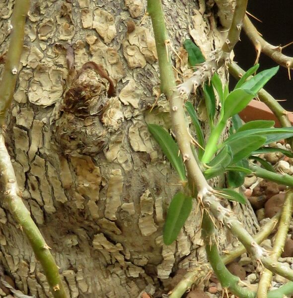Fájl:Pachypodium succulentum-002.jpg