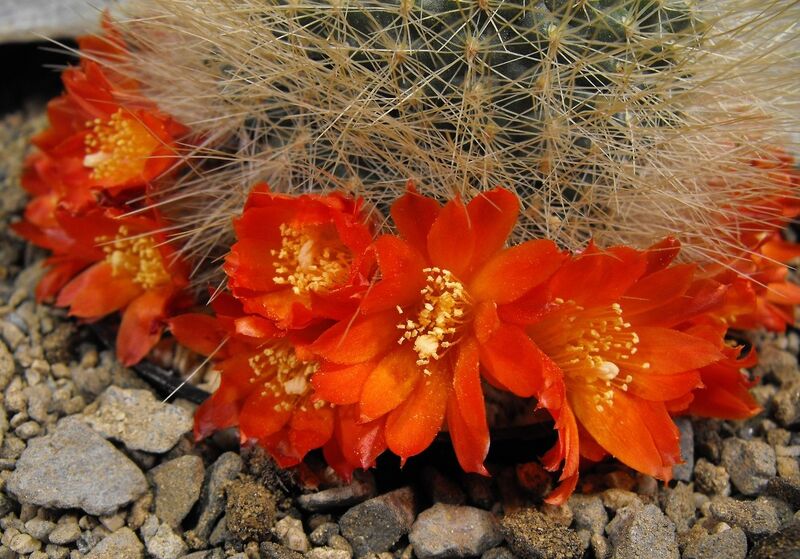 Fájl:Rebutia minuscula wessneriana-1.jpg