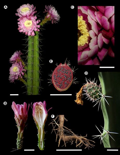Fájl:Acanthocereus lempirensis.jpg