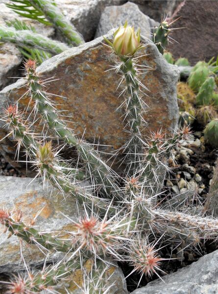 Fájl:Corynopuntia marenae-002.jpg