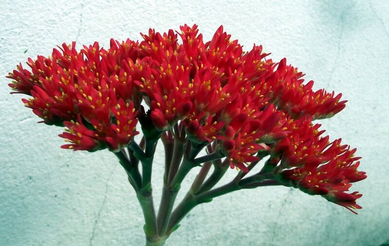 Fájl:Crassula perfoliata minor-002.jpg