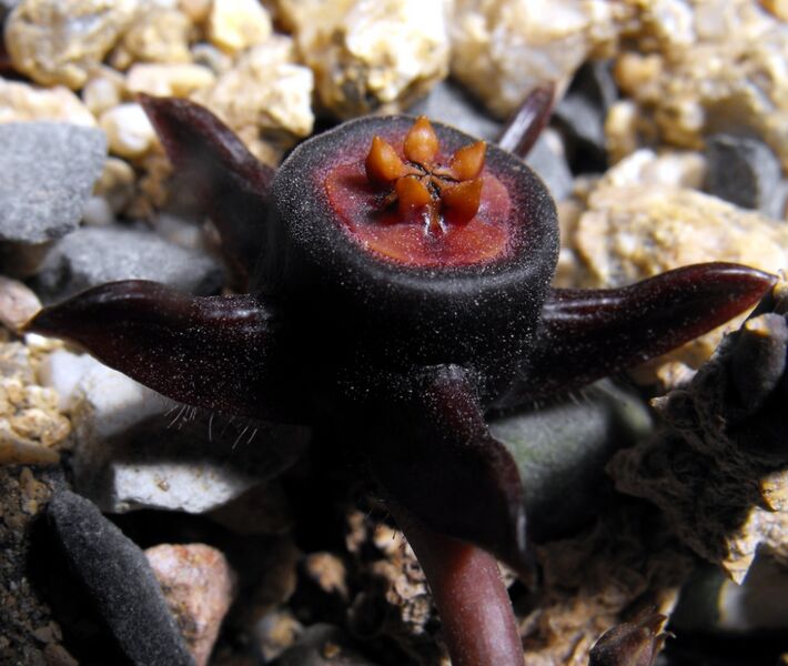 Fájl:Duvalia caespitosa-002.jpg