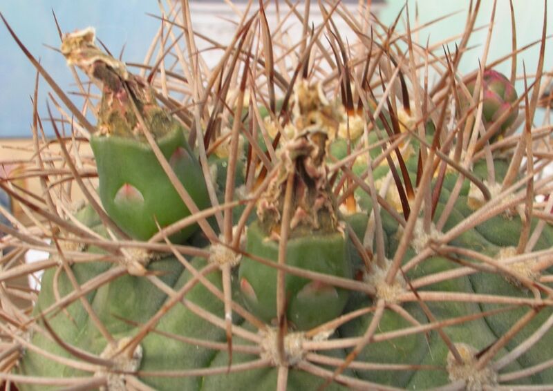 Fájl:Gymnocalycium oenanthemum ambatoense 2 rész-001.jpg