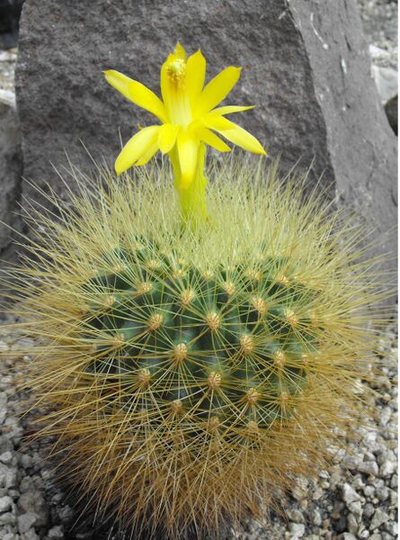 Fájl:Matucana weberbaueri-000.jpg
