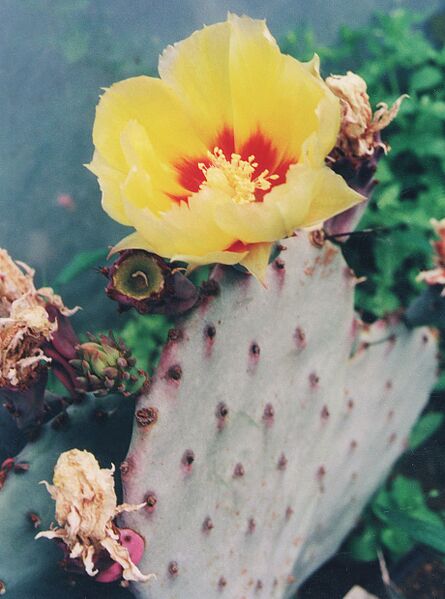 Fájl:Pozsgáslap 043-000.jpg