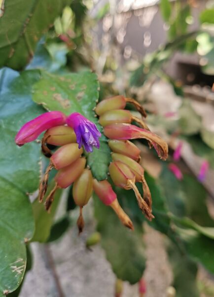 Fájl:Pseudorhipsalis amazonica subsp. panamensis.VargaZs 02.jpg