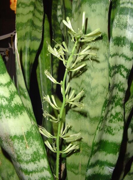 Fájl:Sansevieria trifasciata 1 rész-0.jpg