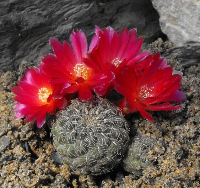 Fájl:Rebutia mentosa markusii-2.jpg