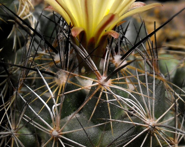 Fájl:Coryphantha pseudoechinus laui-002.jpg