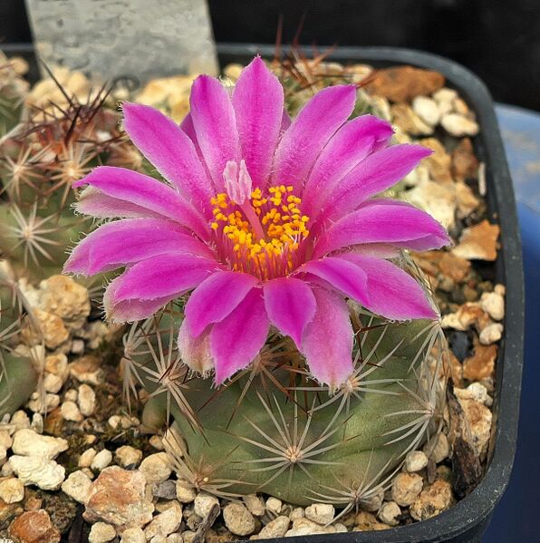 Fájl:Escobaria hesteri SB430.SzJ-01.jpg