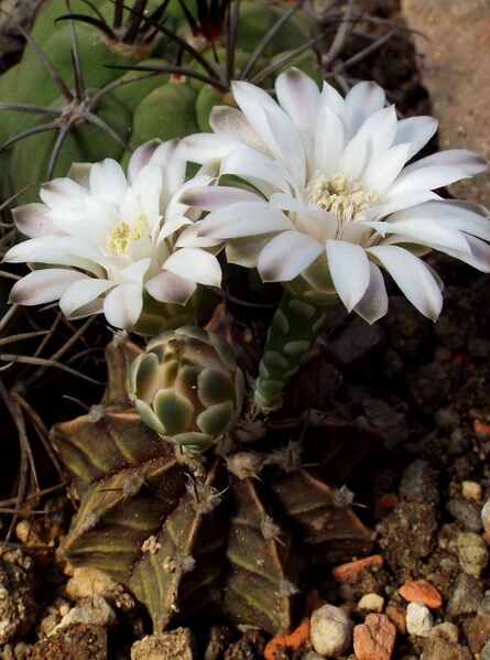 Fájl:Gymnocalycium stenopleurum-000.jpg