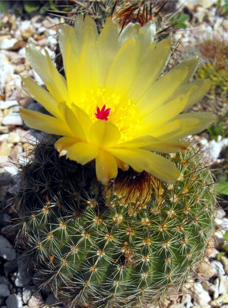 Fájl:Parodia fusca-000.jpg