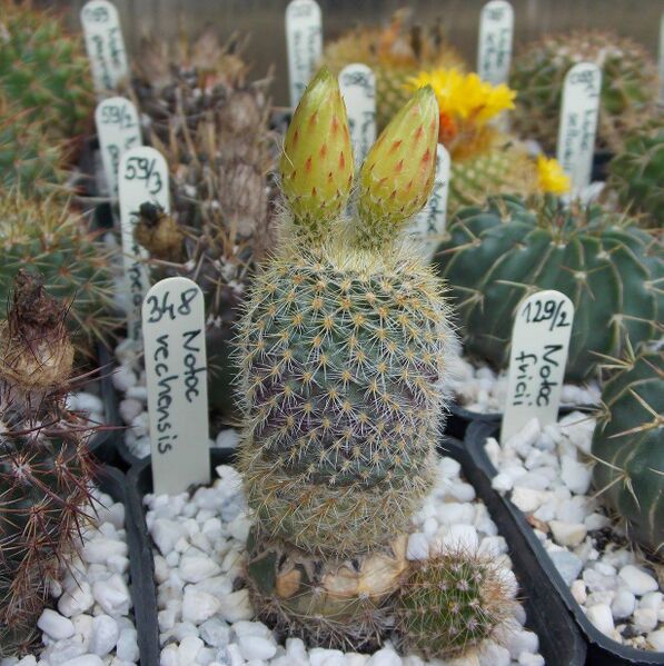 Fájl:Parodia rechensis.JCs 01.jpg