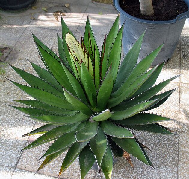Fájl:Agave horrida.Moha 02.jpg