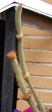 3.