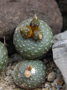 Fotó: Papp László