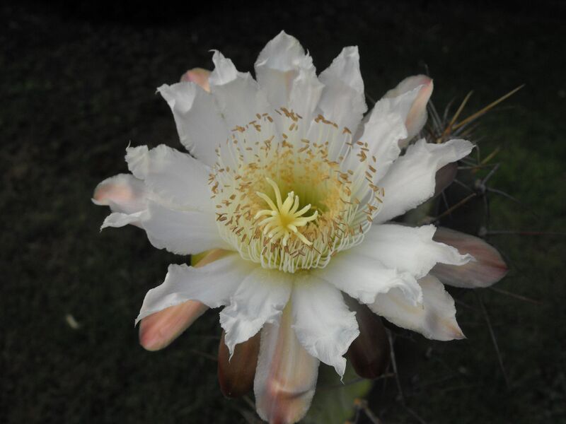 Fájl:Cereus validus.LZ 03.jpg