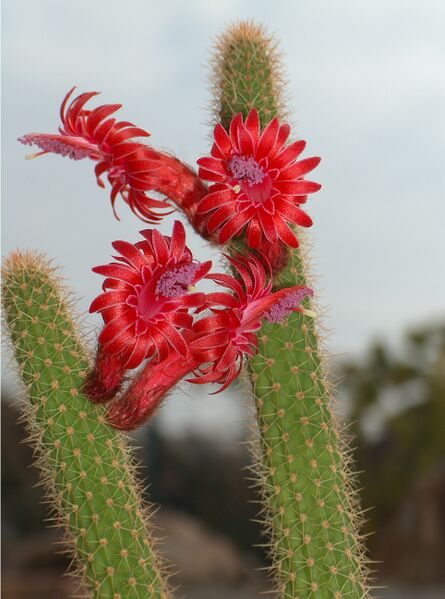 Fájl:Cleistocactus samaipatanus-000.jpg