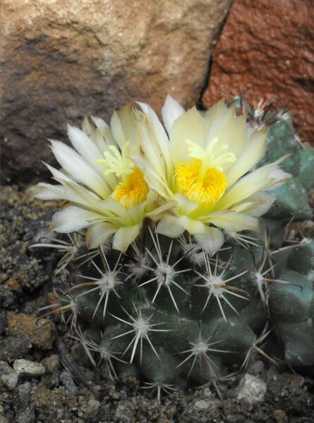 Fájl:Coryphantha hintoniorum-000.jpg