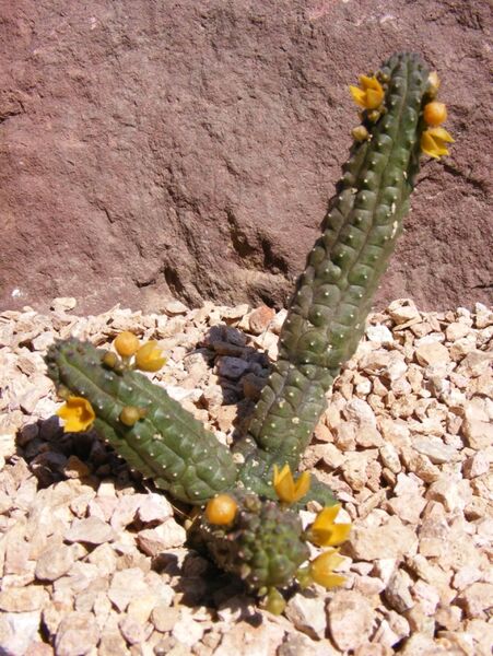 Fájl:Echidnopsis cereiformis-001.jpg