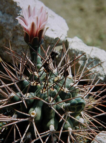Fájl:Gymnocalycium schickendantzii-000.jpg