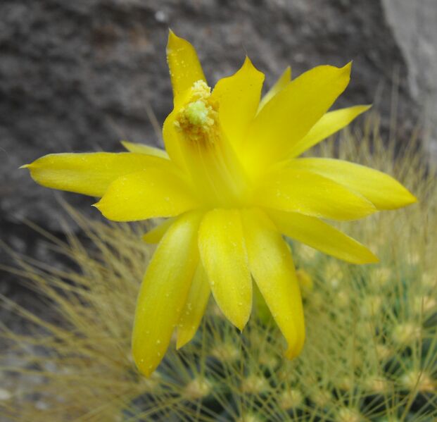 Fájl:Matucana weberbaueri-001.jpg