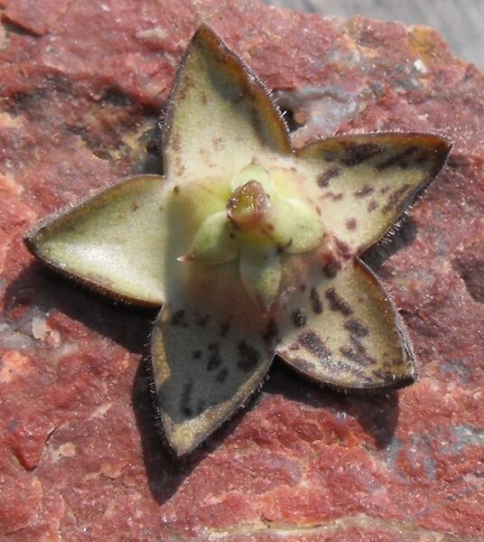 Fájl:Orbea decaisneana-1.jpg